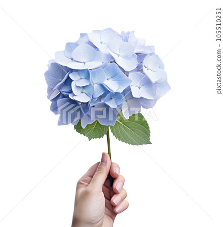 Hand holding a blue hydrangea flower Hand holding a blue hydrangea flower 105510251