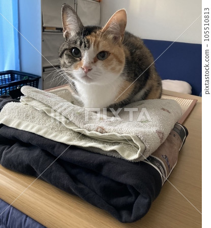 貓在洗衣服 105510813