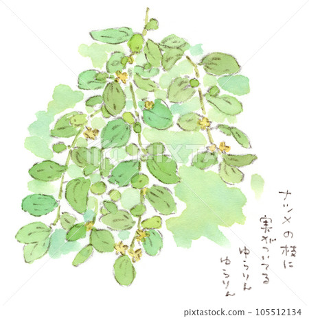 雨季垂枝上盛開的小花和小蛋形果實的水彩插圖-夏季植物、棗 105512134
