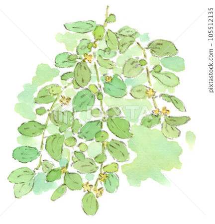 雨季垂枝上盛開的小花和小蛋形果實的水彩插圖-夏季植物、棗 105512135
