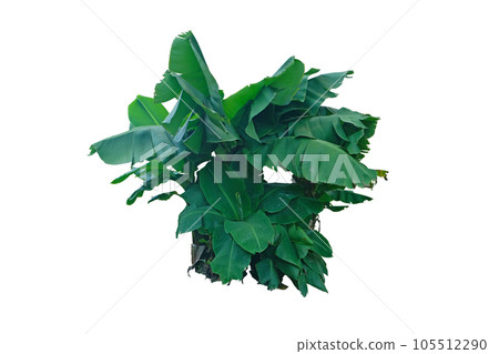 Dwarf cavendish banana tree 105512290