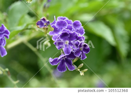 杜蘭塔花 105512368