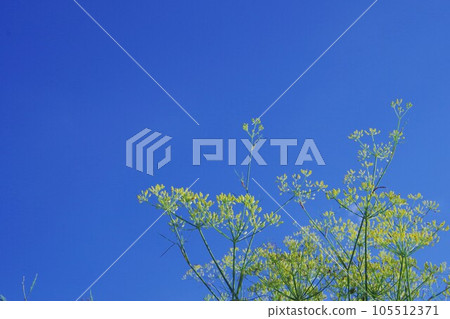 Sweet fennel shining in the blue sky Sweet fennel shining in the blue sky 105512371