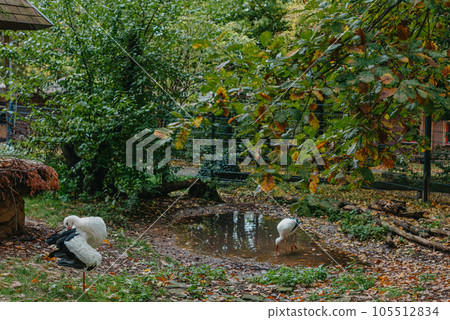 Stork Cleans Feathers Standing On One Leg. Autumn Park. Stork cleans feathers on bank of river in sunny day. Life of wild bird, animals. Wildlife. Selective focus. Stork Cleans Feathers Standing On One Leg. Autumn Park. Stork cleans feathers on bank of river in sunny day. Life of wild bird, animals. Wildlife. Selective focus. 105512834