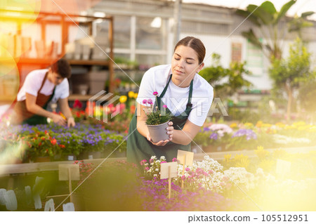 Young female florist preparing potted sea thrift for sale Young female florist preparing potted sea thrift for sale 105512951