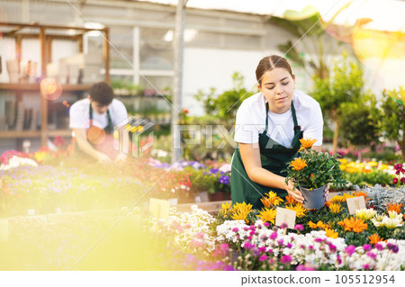 Young salesgirl arranging pots with blooming gazania in garden store Young salesgirl arranging pots with blooming gazania in garden store 105512954