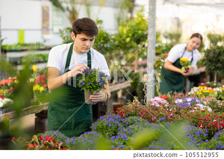 male vendor in flower shop inspects price tags on pots with lobelia plants and re-evaluates goods male vendor in flower shop inspects price tags on pots with lobelia plants and re-evaluates goods 105512955