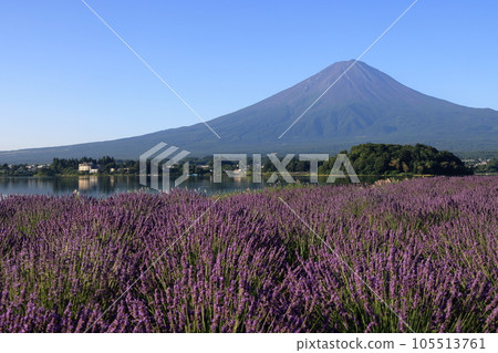 mt fuji lavender mt fuji lavender 105513761