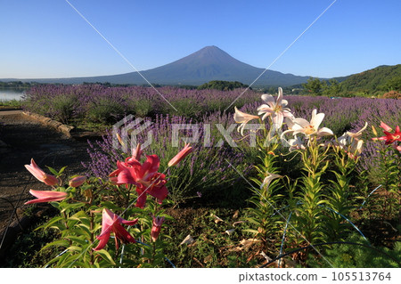 mt fuji lavender mt fuji lavender 105513764