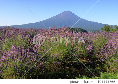 mt fuji lavender mt fuji lavender 105513766