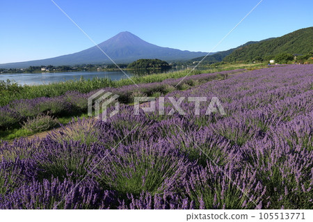mt fuji lavender mt fuji lavender 105513771