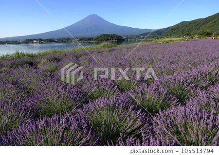 mt fuji lavender mt fuji lavender 105513794