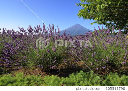 mt fuji lavender mt fuji lavender 105513798