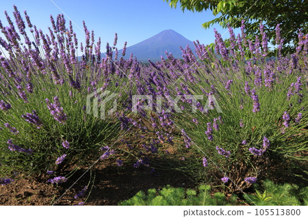mt fuji lavender mt fuji lavender 105513800