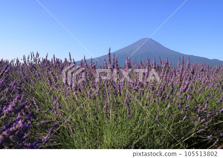 mt fuji lavender mt fuji lavender 105513802