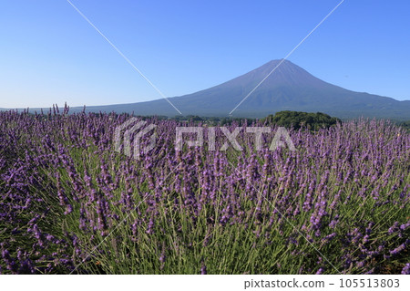 mt fuji lavender mt fuji lavender 105513803