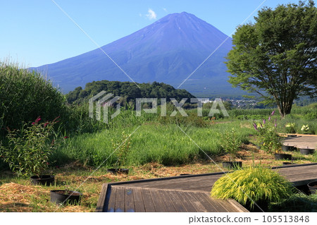 mt fuji lavender mt fuji lavender 105513848