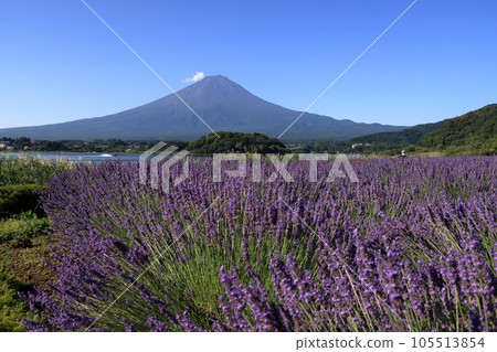 mt fuji lavender mt fuji lavender 105513854