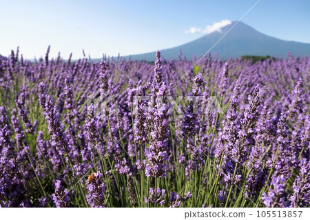 富士山薰衣草 105513857