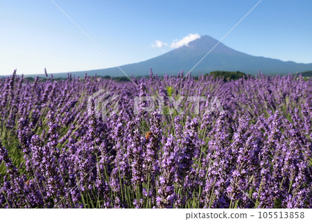 mt fuji lavender mt fuji lavender 105513858