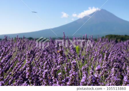 mt fuji lavender mt fuji lavender 105513860