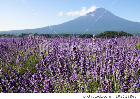mt fuji lavender mt fuji lavender 105513865