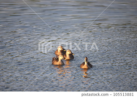 A duck swimming in the river in the evening 105513881
