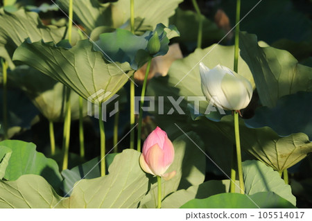 evening lotus pattern 105514017