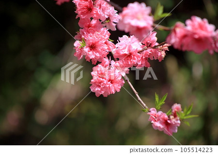 櫻花 105514223
