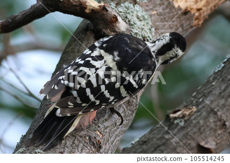 The back of a white-backed woodpecker perched on a tree The back of a white-backed woodpecker perched on a tree 105514245