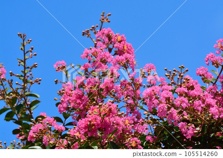 Flower of crape mybs Flower of crape mybs 105514260