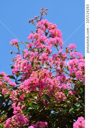 Flower of crape mybs 105514263