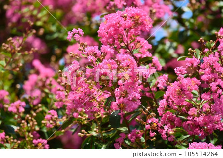 Flower of crape mybs Flower of crape mybs 105514264