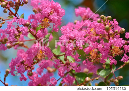 Flower of crape mybs 105514280