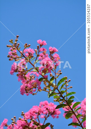 Flower of crape mybs Flower of crape mybs 105514287