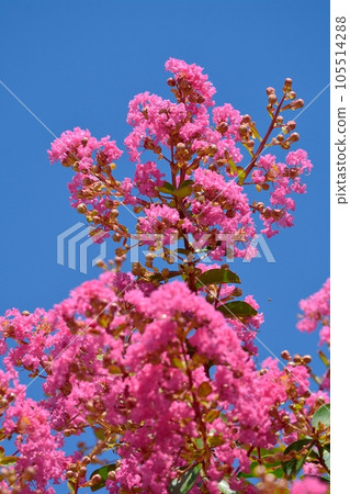 Flower of crape mybs Flower of crape mybs 105514288