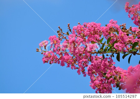 縐紗花 105514297