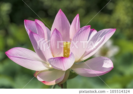 美麗的粉紅色蓮花 105514324