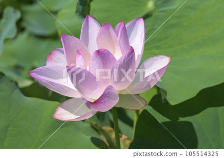 美麗的粉紅色蓮花 105514325