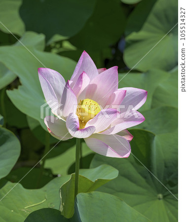 Beautiful pink lotus flower 105514327