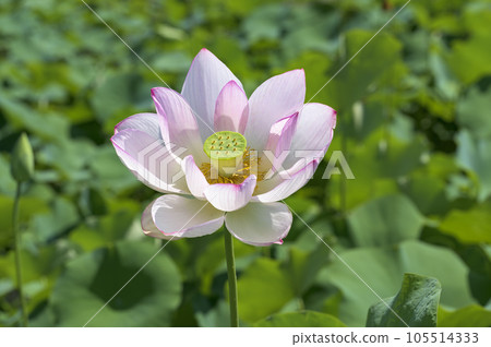 美麗的粉紅色蓮花 105514333