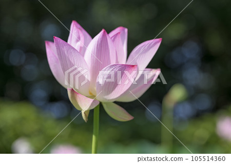 Beautiful pink lotus flower 105514360