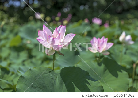 美麗的粉紅色蓮花 105514362