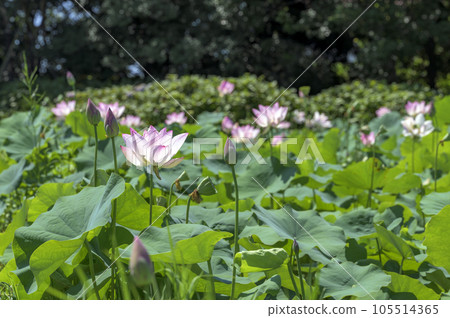 美麗的粉紅色蓮花 105514365