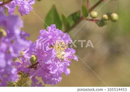Crape myrtle close-up 105514453
