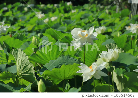 morning lotus pattern 105514502