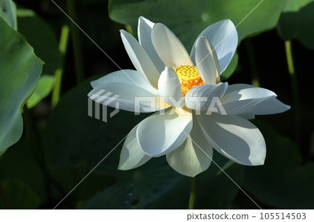 morning lotus pattern morning lotus pattern 105514503