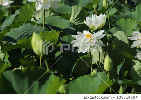morning lotus pattern 105514504