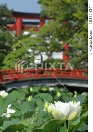 清晨的蓮花圖案 清晨的蓮花圖案 105514544