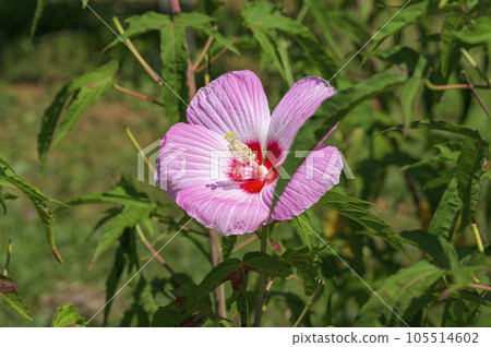 Titanbicus, which blooms with large flowers similar to hibiscus 105514602